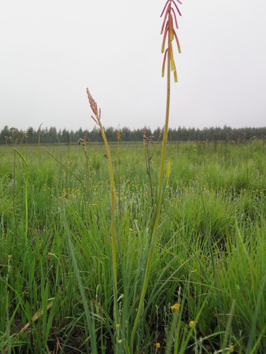 Image of Kniphofia ichopensis by (c) Suvarna Parbhoo Mohan, some rights reserved (CC BY-SA)