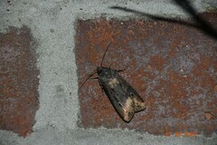 Agrotis ipsilon