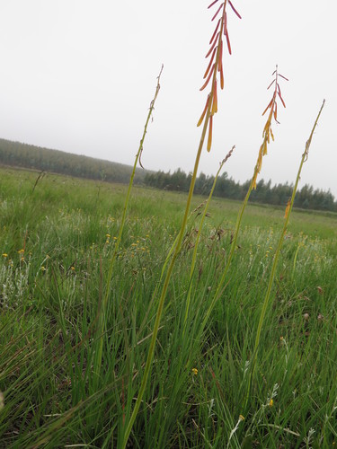 Ixopo Poker (Kniphofia ichopensis)
