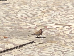 Streptopelia senegalensis