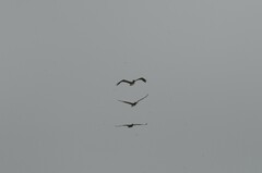 Pelecanus occidentalis