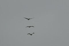 Pelecanus occidentalis