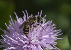 Halictus ligatus