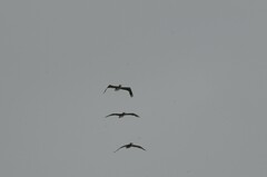 Pelecanus occidentalis