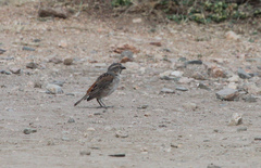 Passer rufocinctus