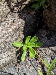 Primula mistassinica