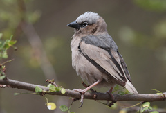 Pseudonigrita arnaudi