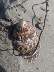Megastraea undosa