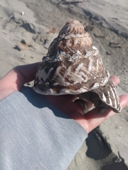 Megastraea undosa