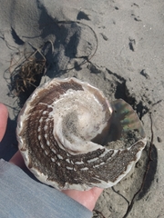 Megastraea undosa