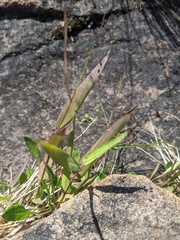 Dichanthelium boreale