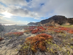 Sesuvium edmonstonei