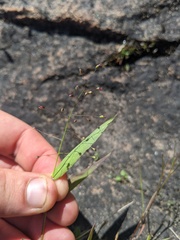 Dichanthelium boreale