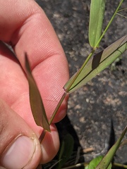 Dichanthelium boreale