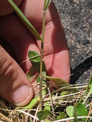 Dichanthelium boreale