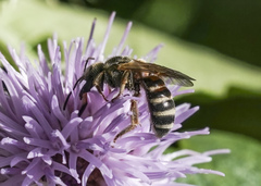 Halictus ligatus