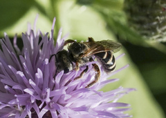 Halictus ligatus