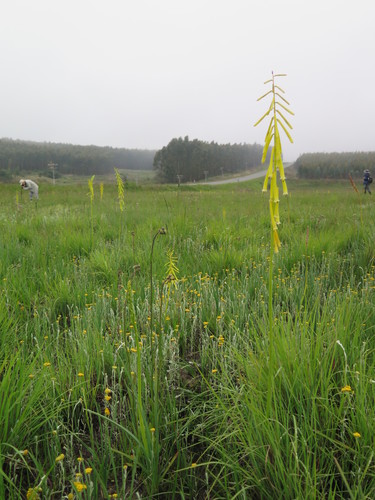 Image of Kniphofia ichopensis by (c) Suvarna Parbhoo Mohan, some rights reserved (CC BY-SA)