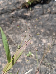 Dichanthelium boreale