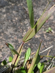 Dichanthelium boreale