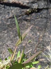 Dichanthelium boreale