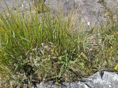 Dichanthelium boreale