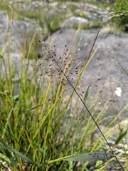 Dichanthelium boreale