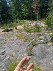 Dichanthelium boreale