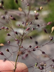 Dichanthelium boreale