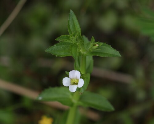Short's hedgehyssop (Gratiola viscidula)