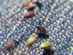 Dichanthelium boreale