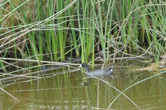 Fulica americana