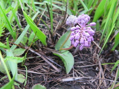 Ledebouria sandersonii