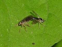 Atomosia rufipes