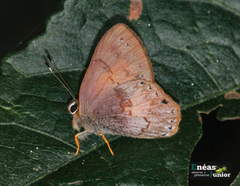 Euselasia eucerus