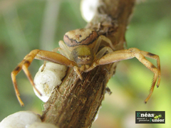 Runcinioides litteratus