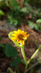 Iostephane trilobata