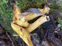 Arion fasciatus