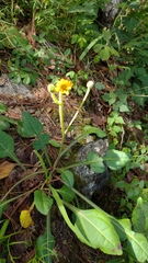 Iostephane trilobata