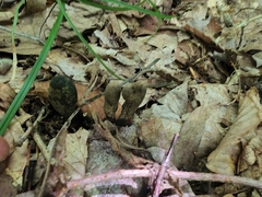 Xylaria ellisii