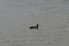 Fulica americana