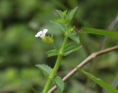 Gratiola viscidula