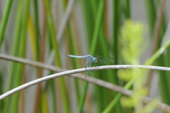 Pachydiplax longipennis