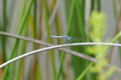 Pachydiplax longipennis