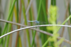 Pachydiplax longipennis