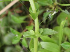 Gratiola viscidula