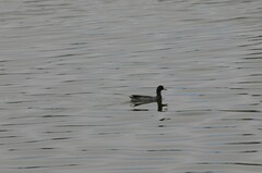 Fulica americana