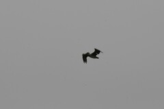 Pelecanus occidentalis