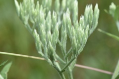 Eupatorium sullivaniae