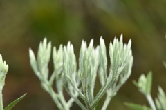 Eupatorium sullivaniae